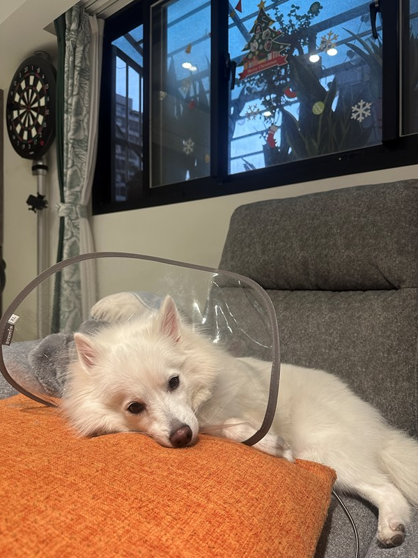 女人知己試用大隊,口碑行銷,部落客行銷,Goodmofamily歸毛家族 寵物肌膚救星組,歸毛家族 寵物肌膚救星,舒敏保濕洗毛乳,護膚噴液,精萃營養霜,博士30年生技專業,給足皮膚營養保護力,無抗生素 無類固醇,神經醯胺,19種綜合胺基酸,榮獲SNQ國家認證,上萬毛爸媽見證,3週幫助皮膚健康,NO.1寵物肌膚口碑霸主,寵物第一護膚領導品牌